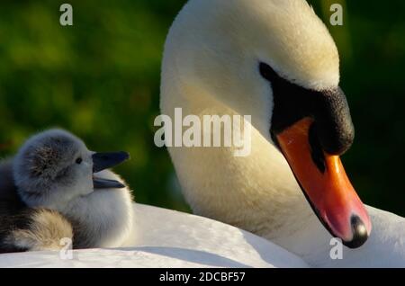 Schwan und Cygnet für Erwachsene stumm Stockfoto