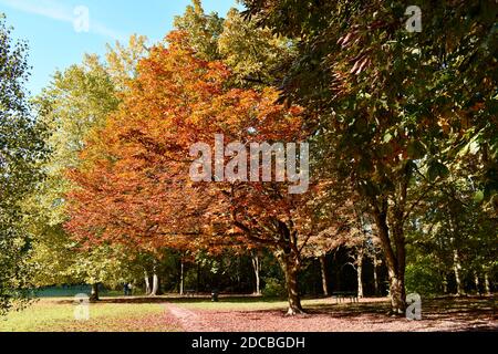 Schöne orange goldene und grüne Bäume in einem öffentlichen Park Mit blauem Himmel im Herbst Stockfoto
