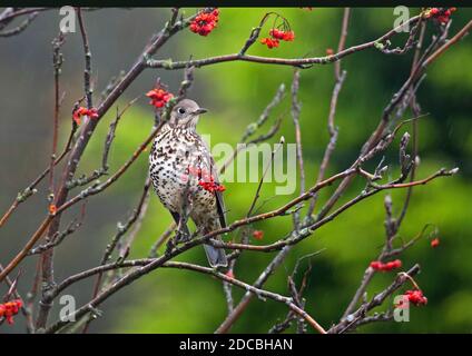 Edinburgh, Schottland, Großbritannien. Bis 20. November. Wolkig mit Schauern für diesen Mistle Thrush (Turdus viscivorus), der die abnehmende Versorgung der restlichen Rowan Tree Beeren aus der Bergasche der Gattung Sorbus der Rosengewächse, Rosaceae, bewacht. Mistle Thrush ist einer der größeren Thrushes, ist etwas größer als ein Blackbird und deutlich größer als der Song Thrush. Quelle: Arch White/Alamy Live News. Stockfoto