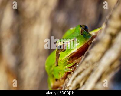 mediterraner Baumfrosch, hyla meridionalis in spanien Stockfoto