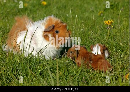 Meerschweinchen Cavia Porcellus, Mutter mit jungen Stockfoto