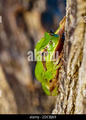 mediterraner Baumfrosch, hyla meridionalis in spanien Stockfoto