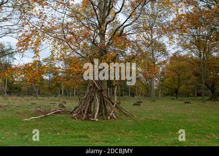 Bild eines schönen Baumes mit großen Stäben, die eine Höhle schaffen, mit einem Lagerfeuer-Effekt, der im Winter den Baumstamm im Wald hinauf geht Stockfoto