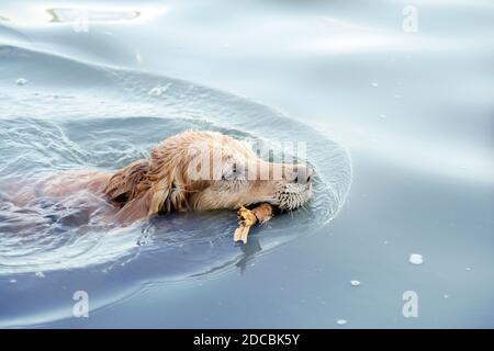 Nahaufnahme eines wunderschönen goldenen Retriever schwimmen in der Wasser mit einem Stock im Mund Stockfoto