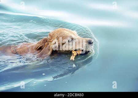 Nahaufnahme eines wunderschönen goldenen Retriever schwimmen in der Wasser mit einem Stock im Mund Stockfoto