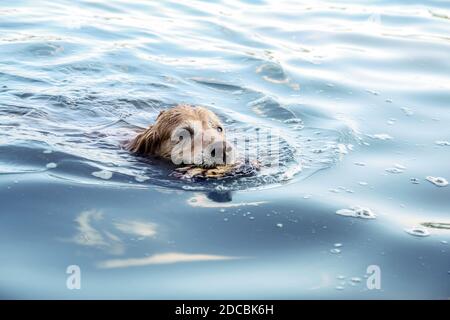 Nahaufnahme eines wunderschönen goldenen Retriever schwimmen in der Wasser mit einem Stock im Mund Stockfoto