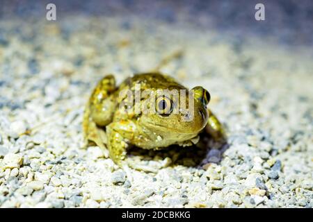 Gemeine eurasische Kröte (Pelobates fuscus) Stockfoto