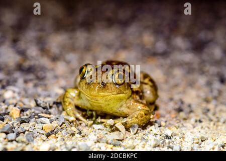 Gemeine eurasische Kröte (Pelobates fuscus) Stockfoto