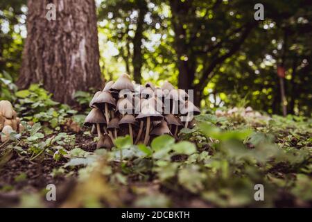 Kleine Pilze im Gras im Wald Stockfoto