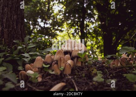 Kleine Pilze im Gras im Wald Stockfoto