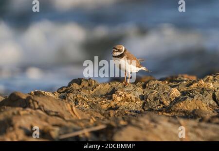 Gemeiner Ringelpfeifer im Wintergefieder an einer felsigen Küste, Andalusien, Spanien. Stockfoto