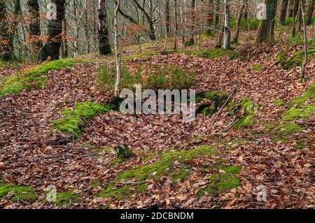 Eingestürzter Schaft oben, wahrscheinlich ein Versuch für Ganister Bergbau in der Nähe, in Beeley Wood, alten Wald in Middlewood in der Nähe von Sheffield. Stockfoto