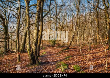 Silberbirke und andere kleine Bäume wachsen in der Nähe eines alten Ganister Mine Spur in Beeley Wood, alten Wald in Middlewood in der Nähe von Sheffield. Stockfoto