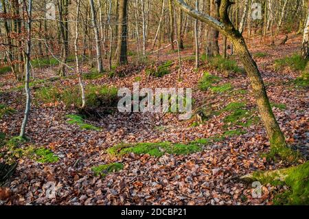 Eingestürzter Schaft oben, wahrscheinlich ein Versuch für Ganister Bergbau in der Nähe, in Beeley Wood, alten Wald in Middlewood in der Nähe von Sheffield. Stockfoto