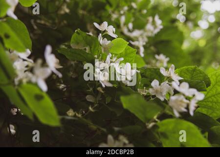 Nahaufnahme der isolierten Jasminblüte auf grünem Hintergrund Stockfoto