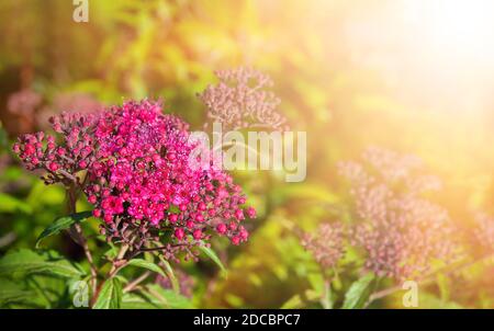 Natur Hintergrund Konzept. Blühende japanische Spiraea im Sommergarten. Spiraea Japonica Genpei (Shirobana) ist eine Pflanze aus der Familie der Rosaceae Stockfoto