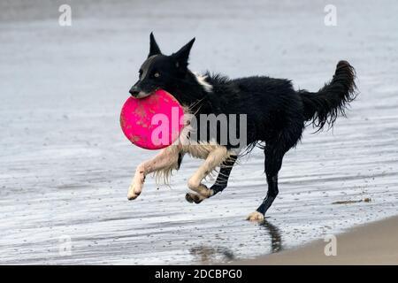 Aufgeregt Border Collie Hund begeistert holt Frisbee Spielzeug aus dem feuchten Sand und läuft über die Küste mit ihm im Mund. Stockfoto