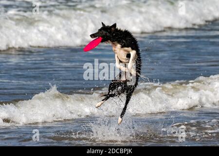 Athletischer Border Collie Hund springt aus dem Meerwasser, um eine fliegende Frisbee aus der Luft mit einem großen Spritzer zu fangen. Stockfoto