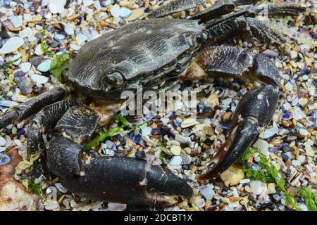 Nahaufnahme einer isolierten Krabbe am Strand Stockfoto