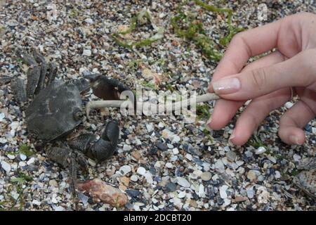 Nahaufnahme einer isolierten Krabbe am Strand Stockfoto