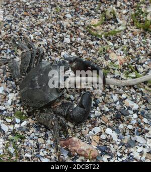 Nahaufnahme einer isolierten Krabbe am Strand Stockfoto
