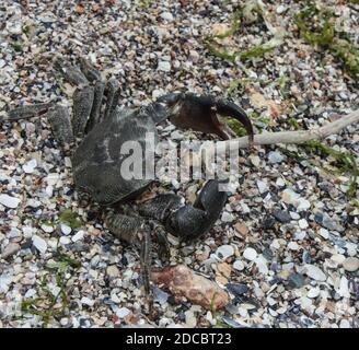 Nahaufnahme einer isolierten Krabbe am Strand Stockfoto