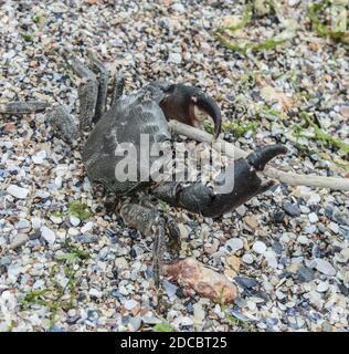 Nahaufnahme einer isolierten Krabbe am Strand Stockfoto