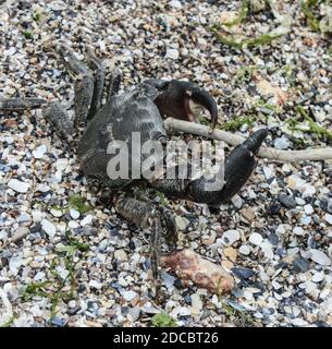 Nahaufnahme einer isolierten Krabbe am Strand Stockfoto