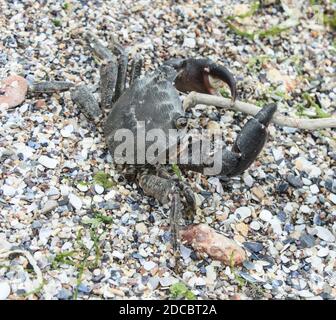Nahaufnahme einer isolierten Krabbe am Strand Stockfoto