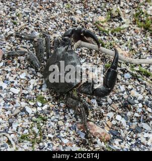 Nahaufnahme einer isolierten Krabbe am Strand Stockfoto
