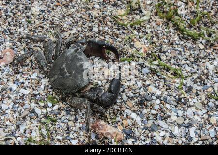 Nahaufnahme einer isolierten Krabbe am Strand Stockfoto