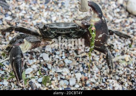 Nahaufnahme einer isolierten Krabbe am Strand Stockfoto