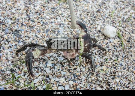 Nahaufnahme einer isolierten Krabbe am Strand Stockfoto