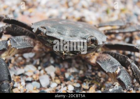 Nahaufnahme einer isolierten Krabbe am Strand Stockfoto