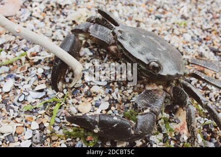 Nahaufnahme einer isolierten Krabbe am Strand Stockfoto