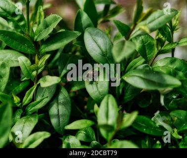 Eine Wespe sitzt im Sommer in einer Hecke in jena Stockfoto