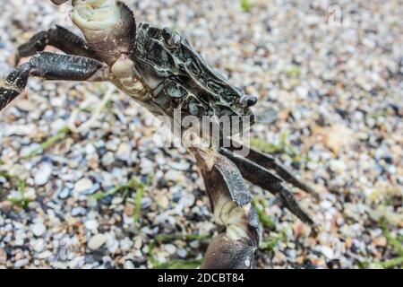Nahaufnahme einer isolierten Krabbe am Strand Stockfoto
