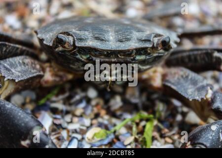 Nahaufnahme einer isolierten Krabbe am Strand Stockfoto