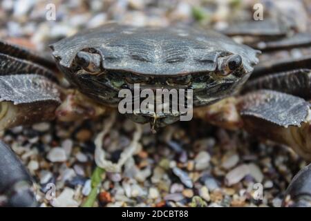 Nahaufnahme einer isolierten Krabbe am Strand Stockfoto