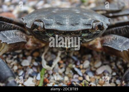 Nahaufnahme einer isolierten Krabbe am Strand Stockfoto