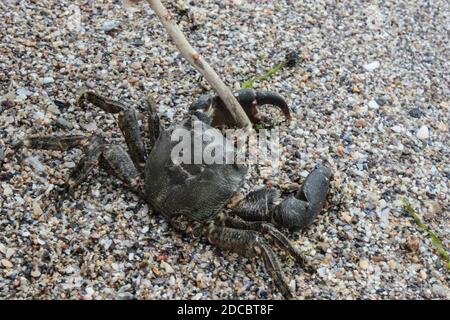Nahaufnahme einer isolierten Krabbe am Strand Stockfoto
