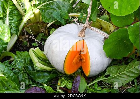 Ein blau grauer 'Crown Prince' Squash Schnitt offen, um das leuchtend orange Fleisch zu offenbaren, wächst auf einem Bett von Nasturtien und Mangold. Stockfoto