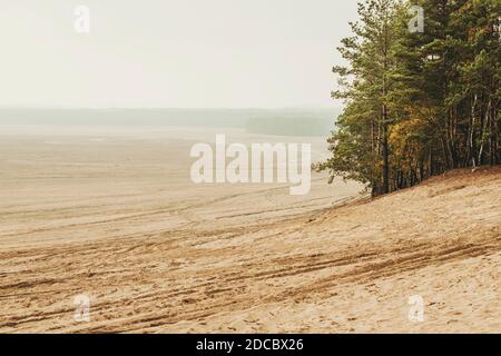 Bledowwüste (Pustynia bledowska) Größte Sandwüste in Schlesien in Polen Stockfoto