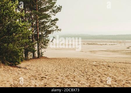 Bledowwüste (Pustynia bledowska) Größte Sandwüste in Schlesien in Polen Stockfoto