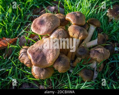 Honigpilz Armillaria cepistipes wächst auf den Wurzeln der Kastanie Und Eichen in der Parklandschaft am Straßenrand Stockfoto