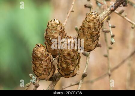 Larix x marschlinsii (Dunkel-Lärche) Zapfen auf der winterharten Laub Nadelbaum im Herbst oder november Stockfoto