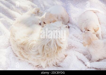 Schöne weiße Hund mit ihren Babys Stockfoto