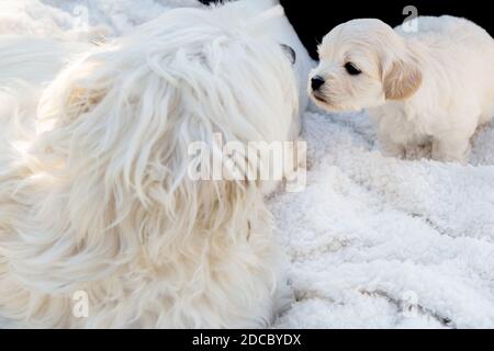 Schöne weiße Hund mit ihren Babys Stockfoto