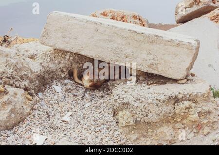 Ein schöner Marmorblock in einem Marmorbruch Stockfoto