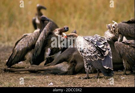 RUPPELL der Geier abgeschottet Rueppelli, Gruppe ON A GNUS KARKASSE, Kenia Stockfoto